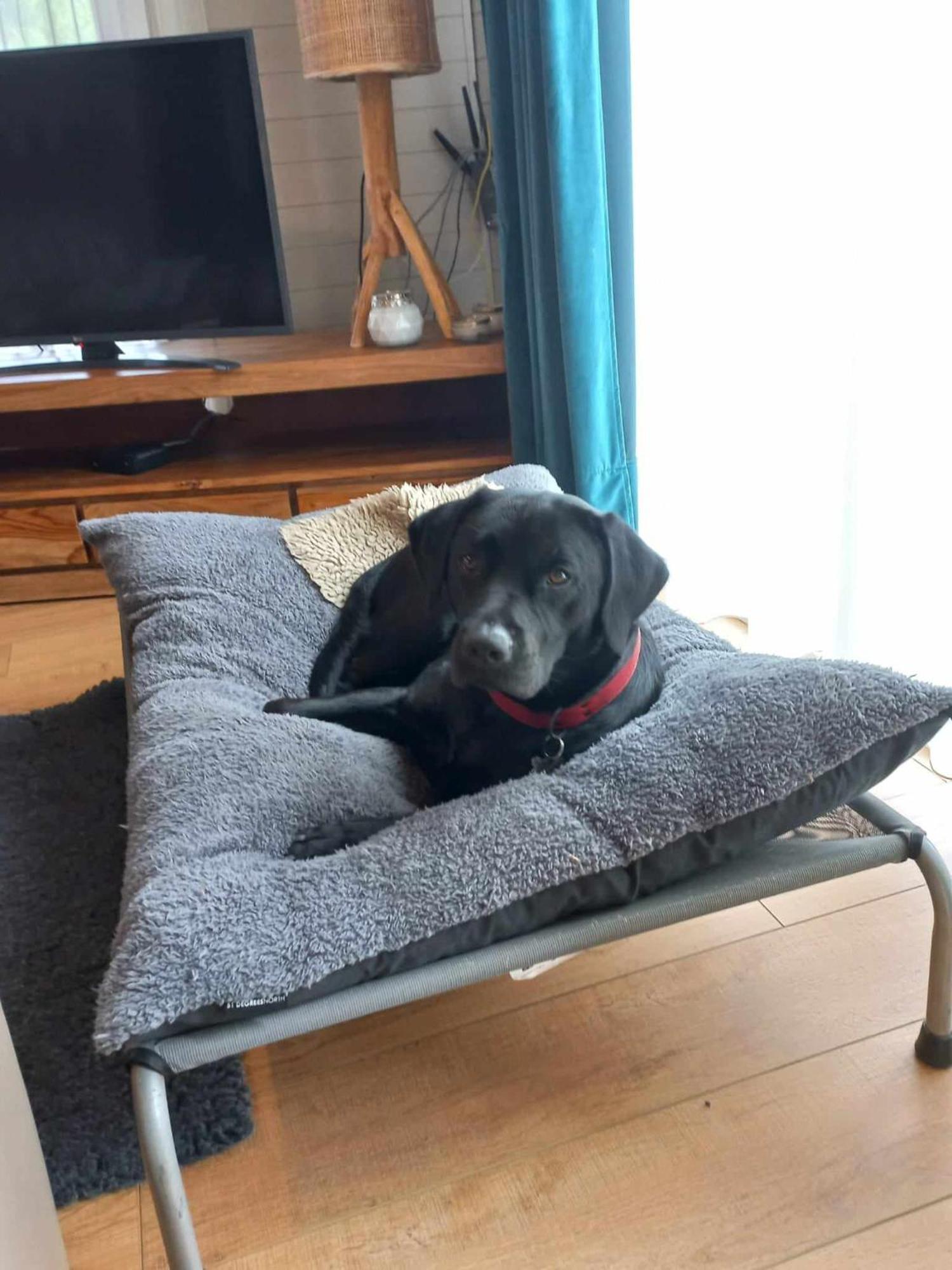 Le Mont Celeste Dogs Friendly Nonceveux Екстериор снимка